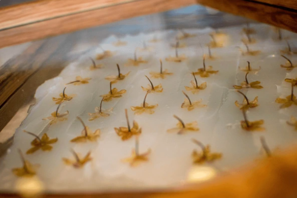 L’enfleurage : un art ancien de l’extraction des parfums