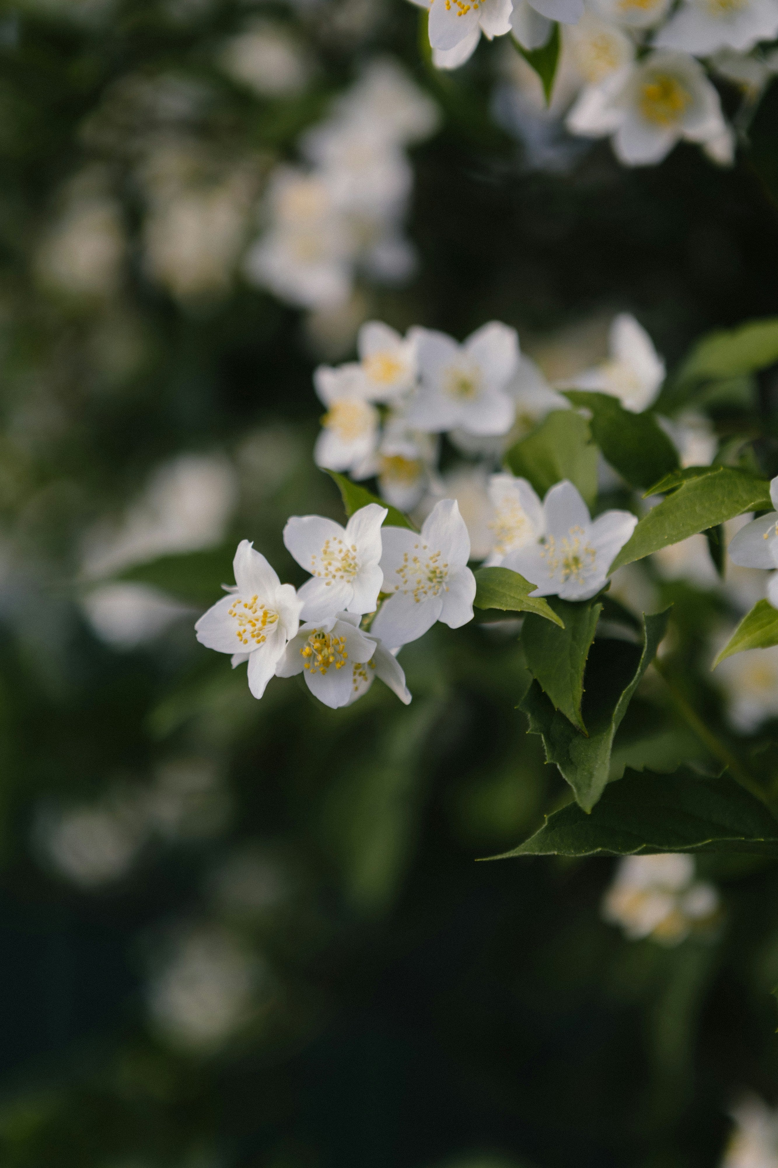 Du jardin à la fragrance : comment est fabriqué un parfum à base de jasmin